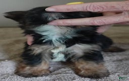 Yorkshire Terrier dogs for sale: Kai - Image 27