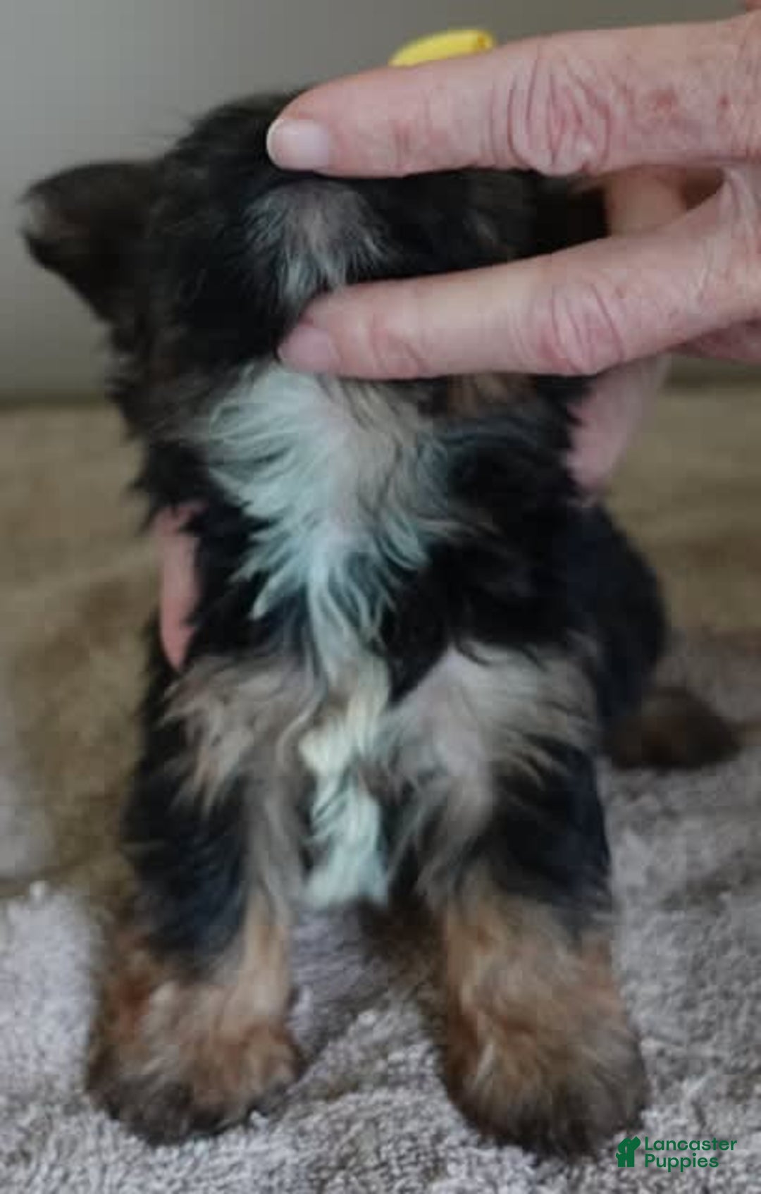 Yorkshire Terrier dogs for sale: Kai - Image 27