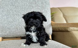 Havapoo dogs for sale: Lenny - Image 5