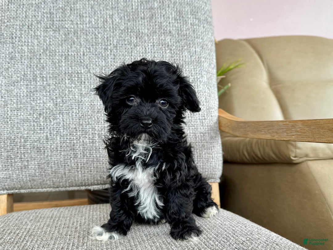 Havapoo dogs for sale: Lenny - Image 5