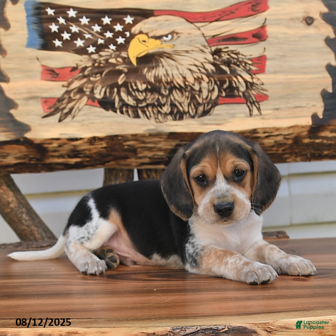 Beagle dogs for sale: Benny - Image 2