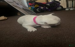 French Bulldog dogs for sale: Rhea - Image 5