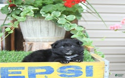 Pomeranian dogs for sale: Andre - Image 8