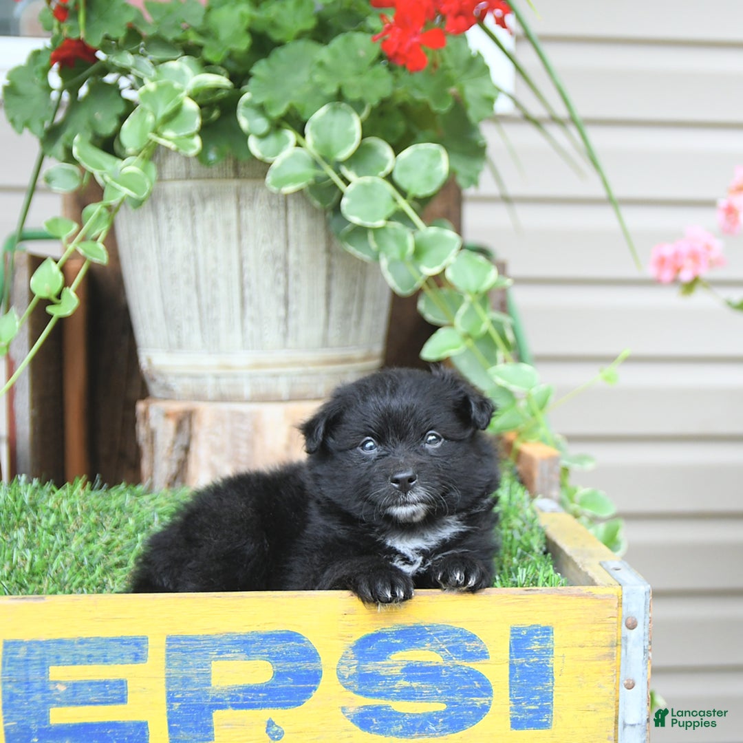 Pomeranian dogs for sale: Andre - Image 8