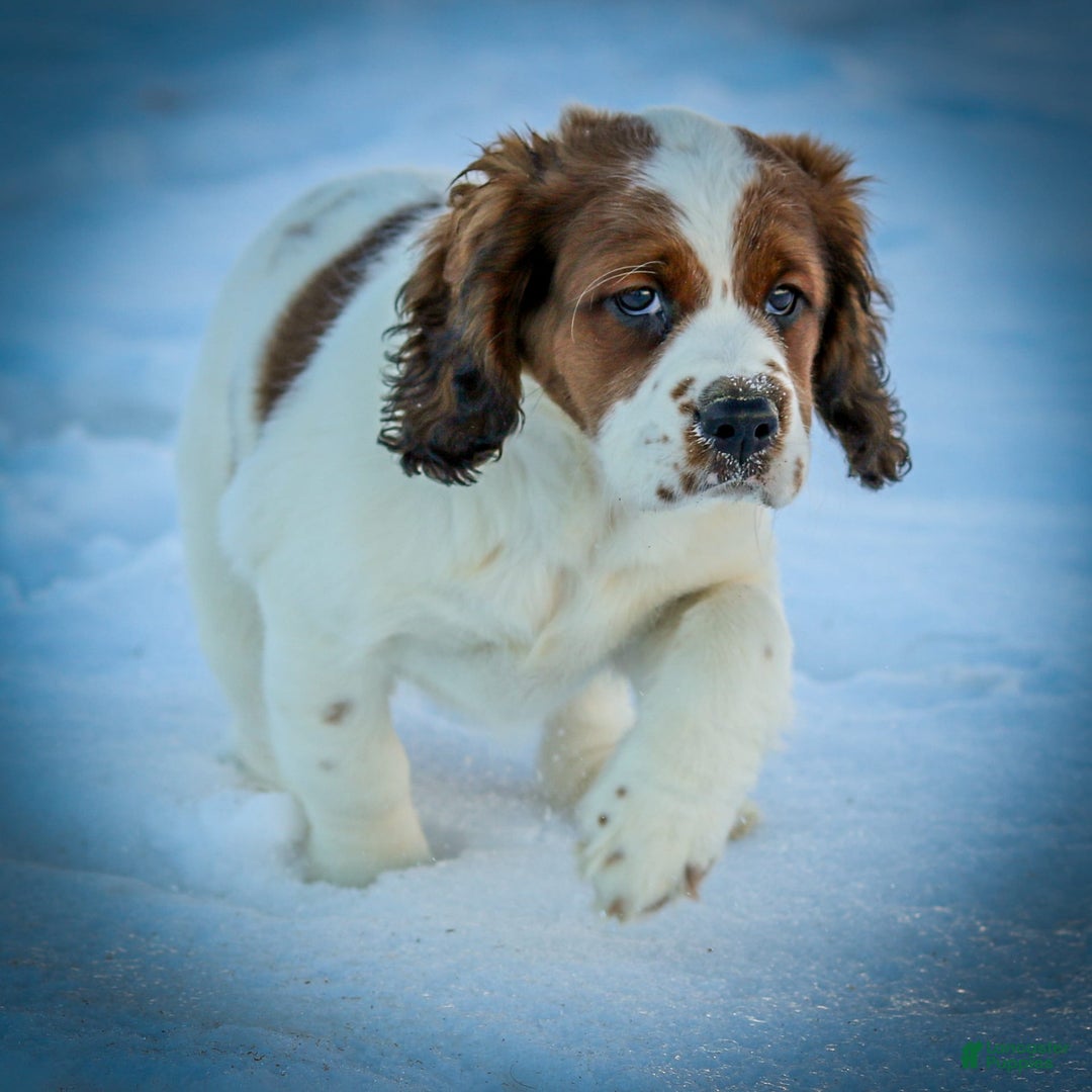 Saint Berdoodles dogs for sale: Bianca - Image 11