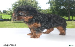 Yorkiepoo dogs for sale: Mia - Image 20