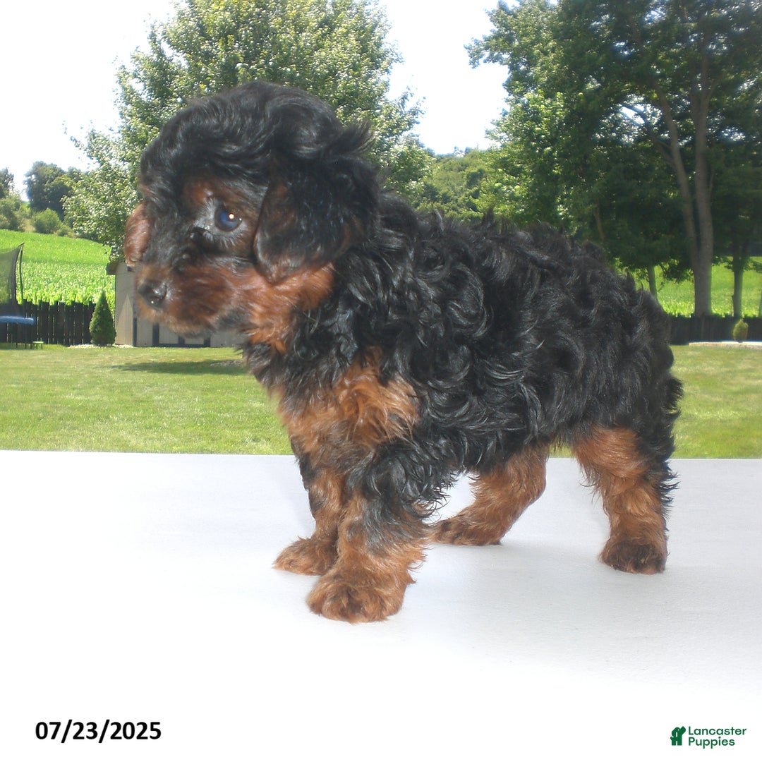Yorkiepoo dogs for sale: Mia - Image 20