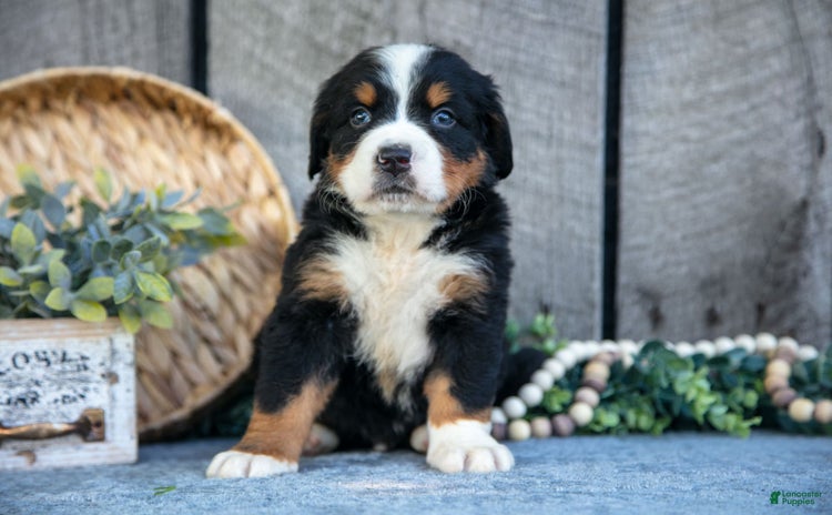 Bernese Mountain Dog dogs for sale - Ad 3