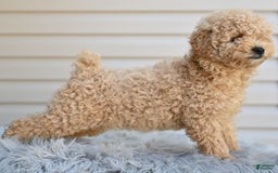 Toy Poodle dogs for sale: Honey - Image 6