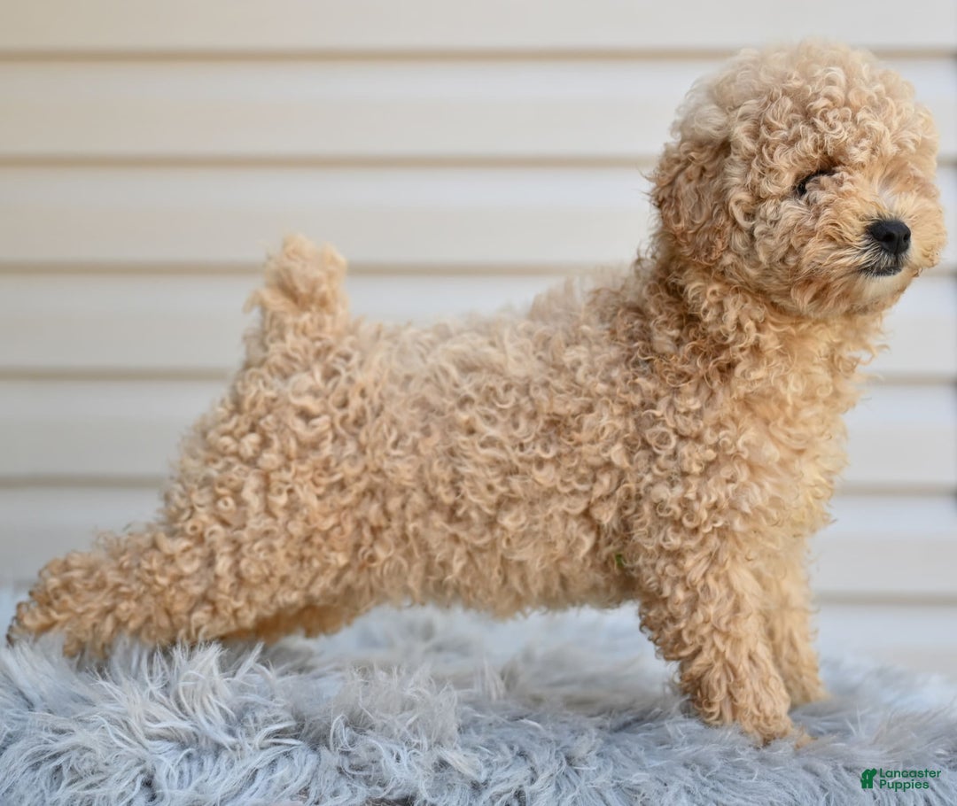 Toy Poodle dogs for sale: Honey - Image 6