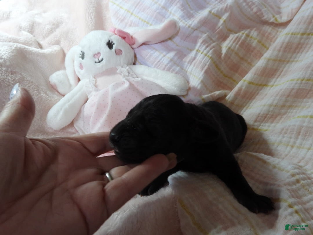 Great Dane dogs for sale: Onyx - Image 3