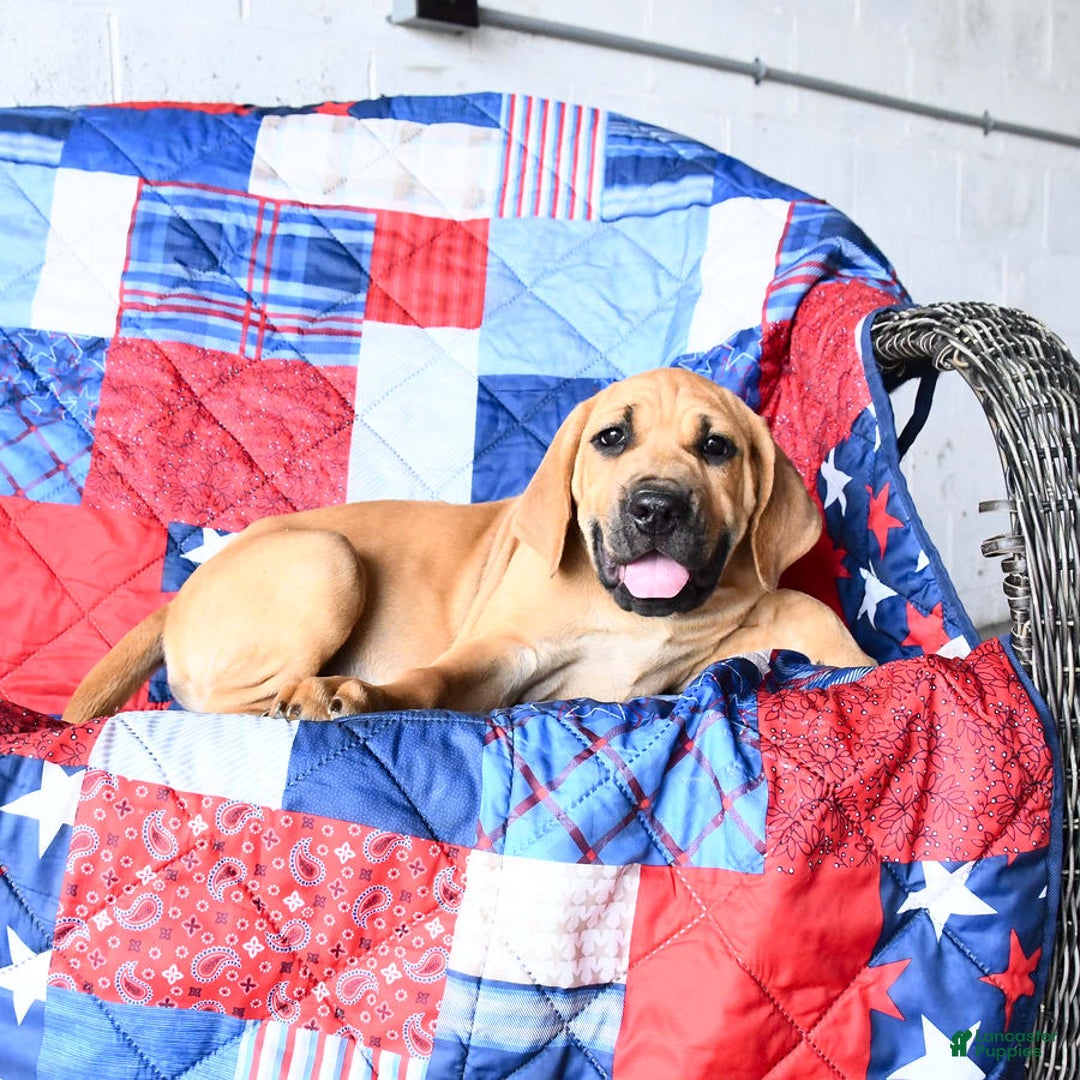 Cane Corso dogs for sale: Milo - Image 9