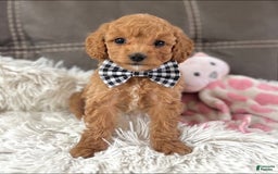 Mini Goldendoodle dogs for sale: Minnie Mini F1b - Image 9