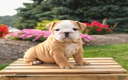 English Bulldog dogs for sale: Clementine - Image 4