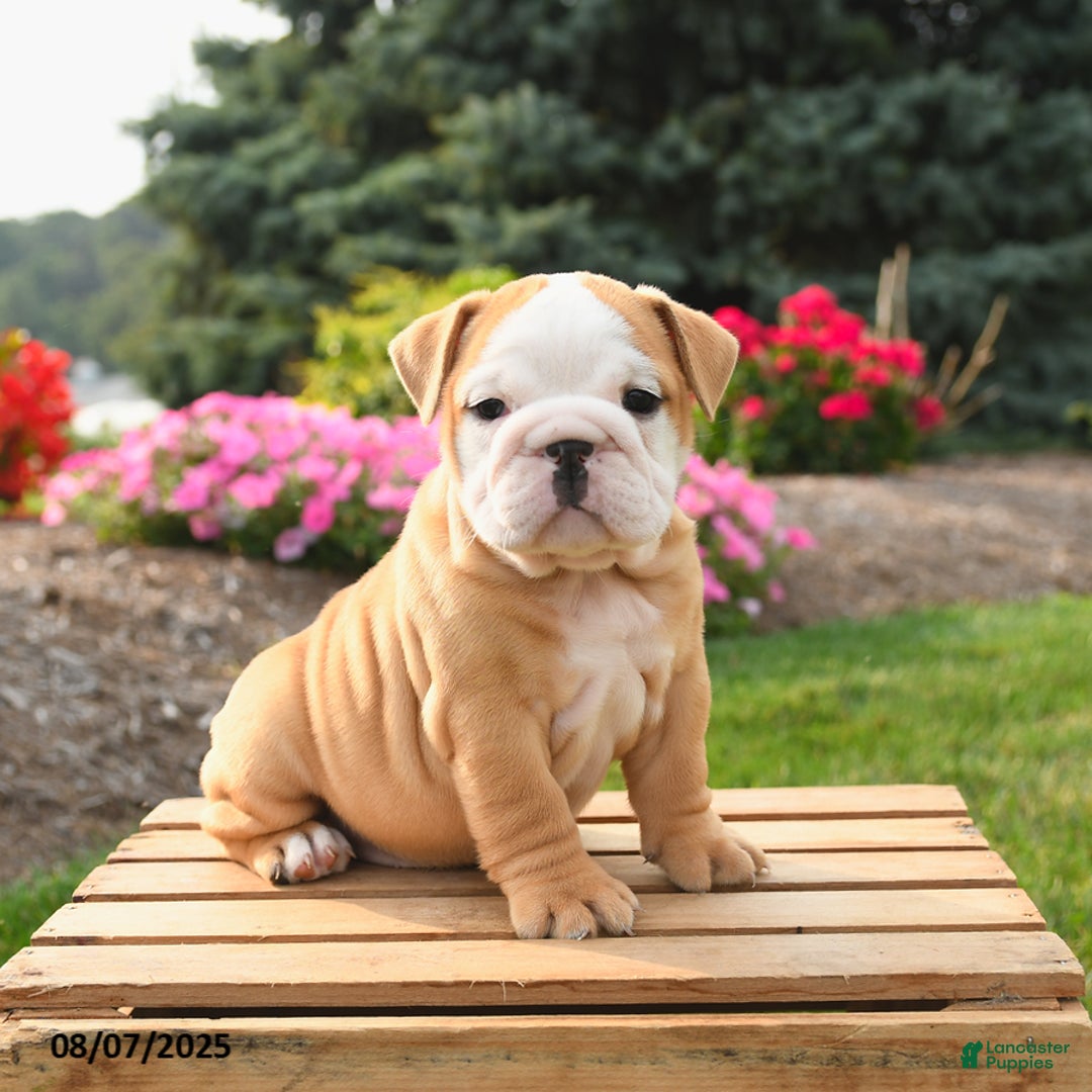 English Bulldog dogs for sale: Clementine - Image 4