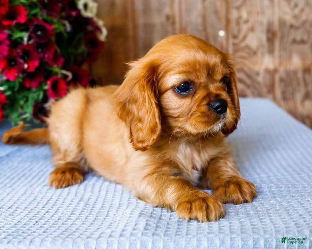 Cavalier King Charles Spaniel dogs for sale: Keegan - Image 1