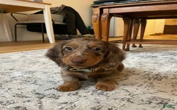 Miniature Dachshund dogs for sale: Ann - Image 5