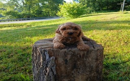 Cavapoo dogs for sale: Tigger - Image 4