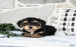 Yochon dogs for sale: Tristin - Image 1
