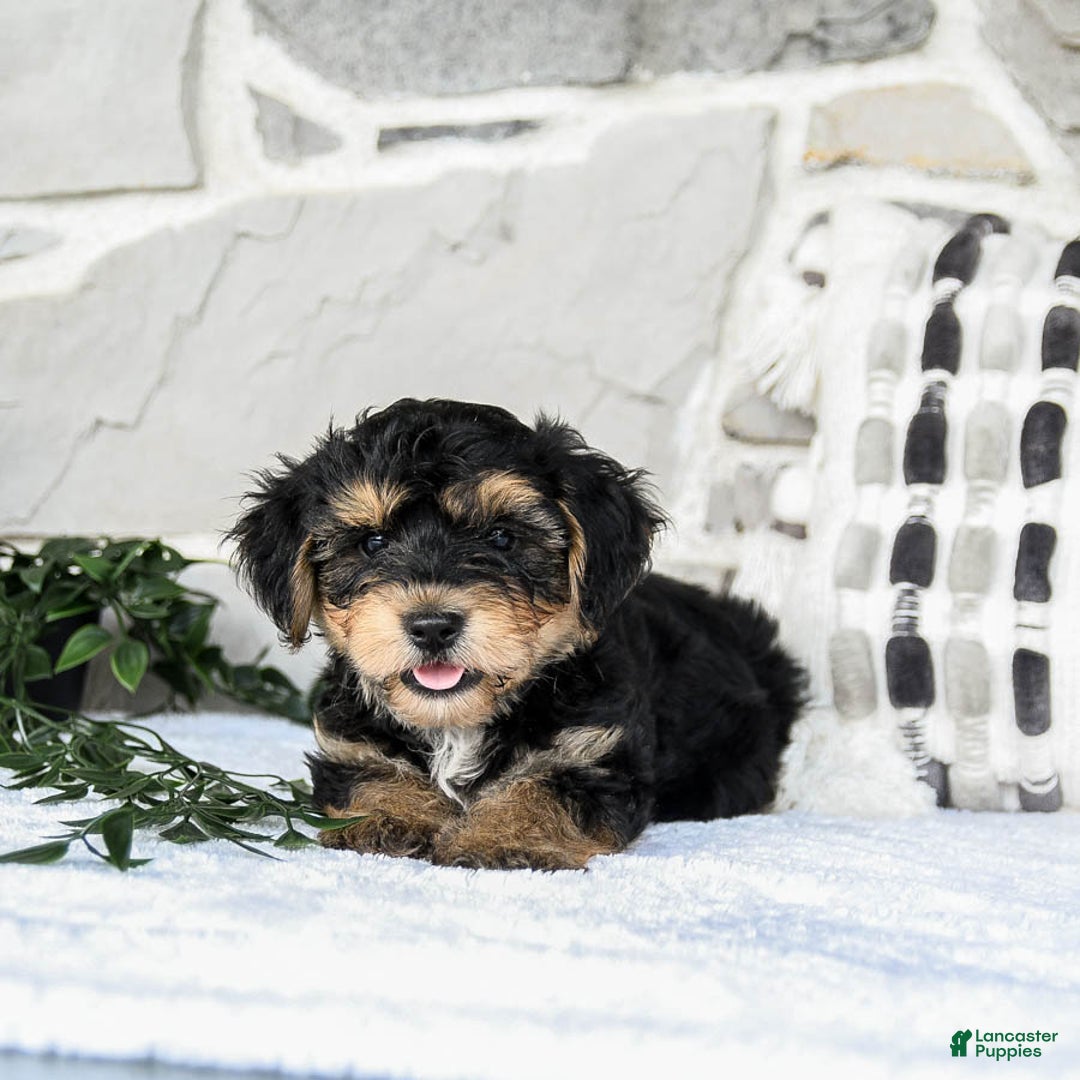 Yochon dogs for sale: Tristin - Image 1