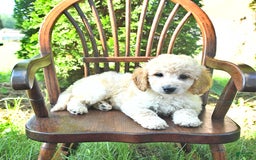 Mini Goldendoodle dogs for sale: Marco - Image 10