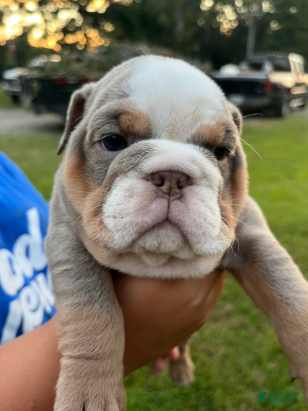 English Bulldog dogs for sale: Lavender - Image 3