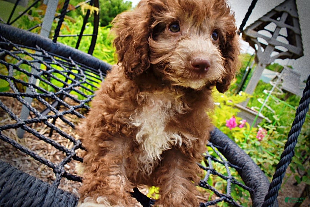 Havapoo dogs for sale: Toto - Image 16