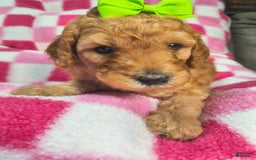 Mini Goldendoodle dogs for sale: Mila - Image 3