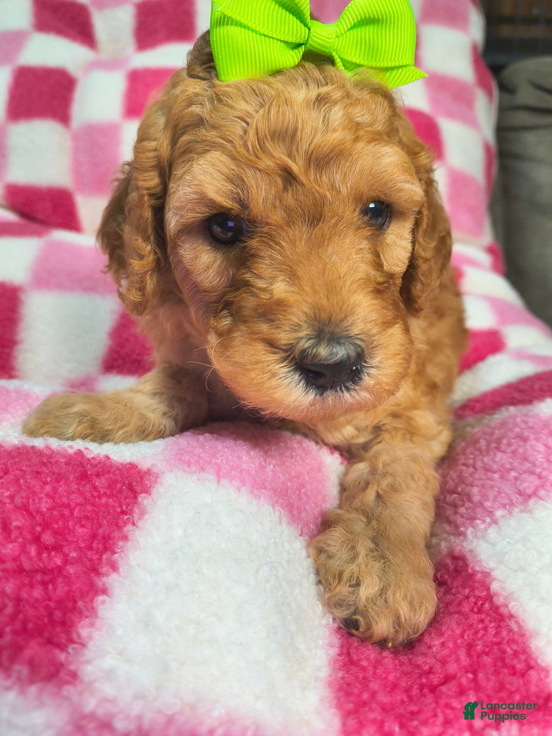 Mini Goldendoodle dogs for sale: Mila - Image 3