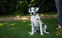 Great Dane dogs for sale: Electra - Image 29