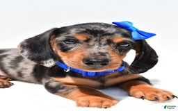Miniature Dachshund dogs for sale: Joey - Image 7