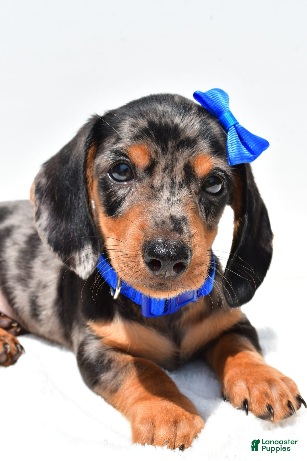 Miniature Dachshund dogs for sale: Joey - Image 7