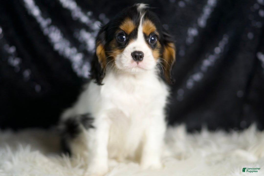 Cavalier King Charles Spaniel dogs for sale: Parker - Image 13
