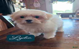 Malshi dogs for sale: Lydia - Image 3