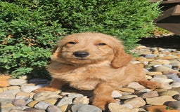 Goldendoodle dogs for sale: Ginger - Image 3