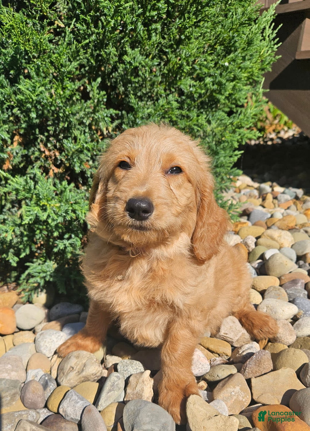 Goldendoodle dogs for sale: Ginger - Image 3