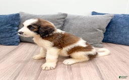 Saint Berdoodles dogs for sale: Cleo - Image 6