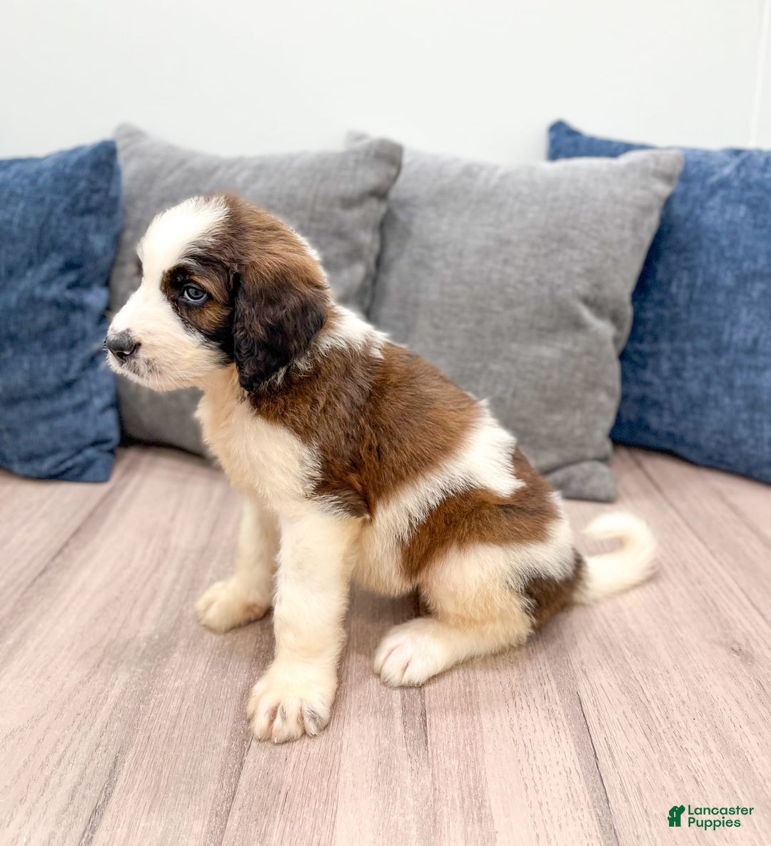 Saint Berdoodles dogs for sale: Cleo - Image 6