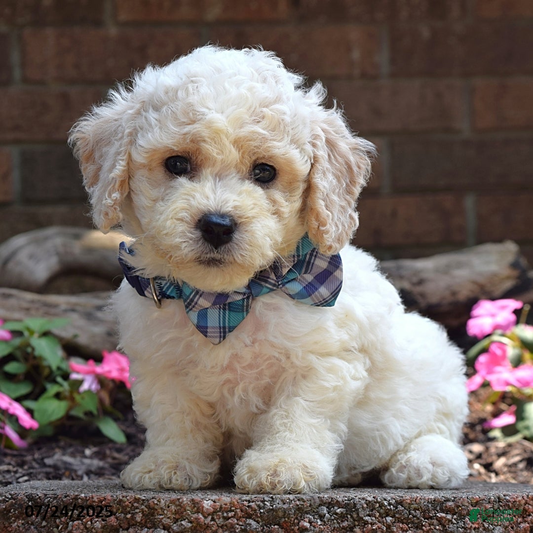 Bichpoo dogs for sale: Paxton - Image 7