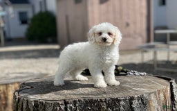 Miniature Poodle dogs for sale: Zella - Image 13