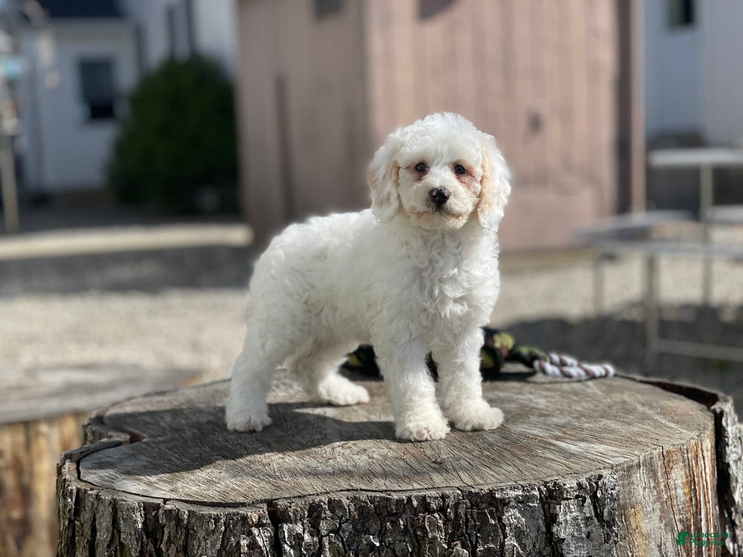Miniature Poodle dogs for sale: Zella - Image 13