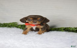 Beaglier dogs for sale: Wrangler - Image 4