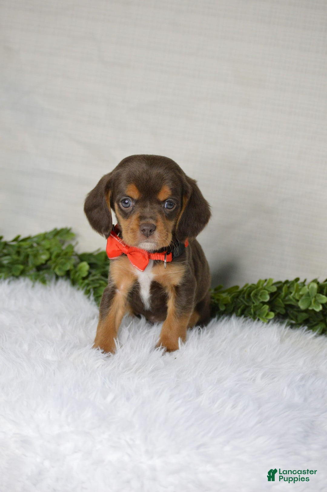 Beaglier dogs for sale: Wrangler - Image 4