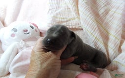 Great Dane dogs for sale: Sky - Image 7
