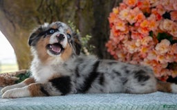 Miniature Australian Shepherd dogs for sale: Timmy - Image 4
