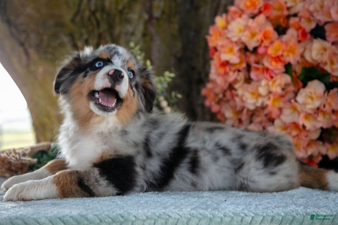 Miniature Australian Shepherd dogs for sale: Timmy - Image 4