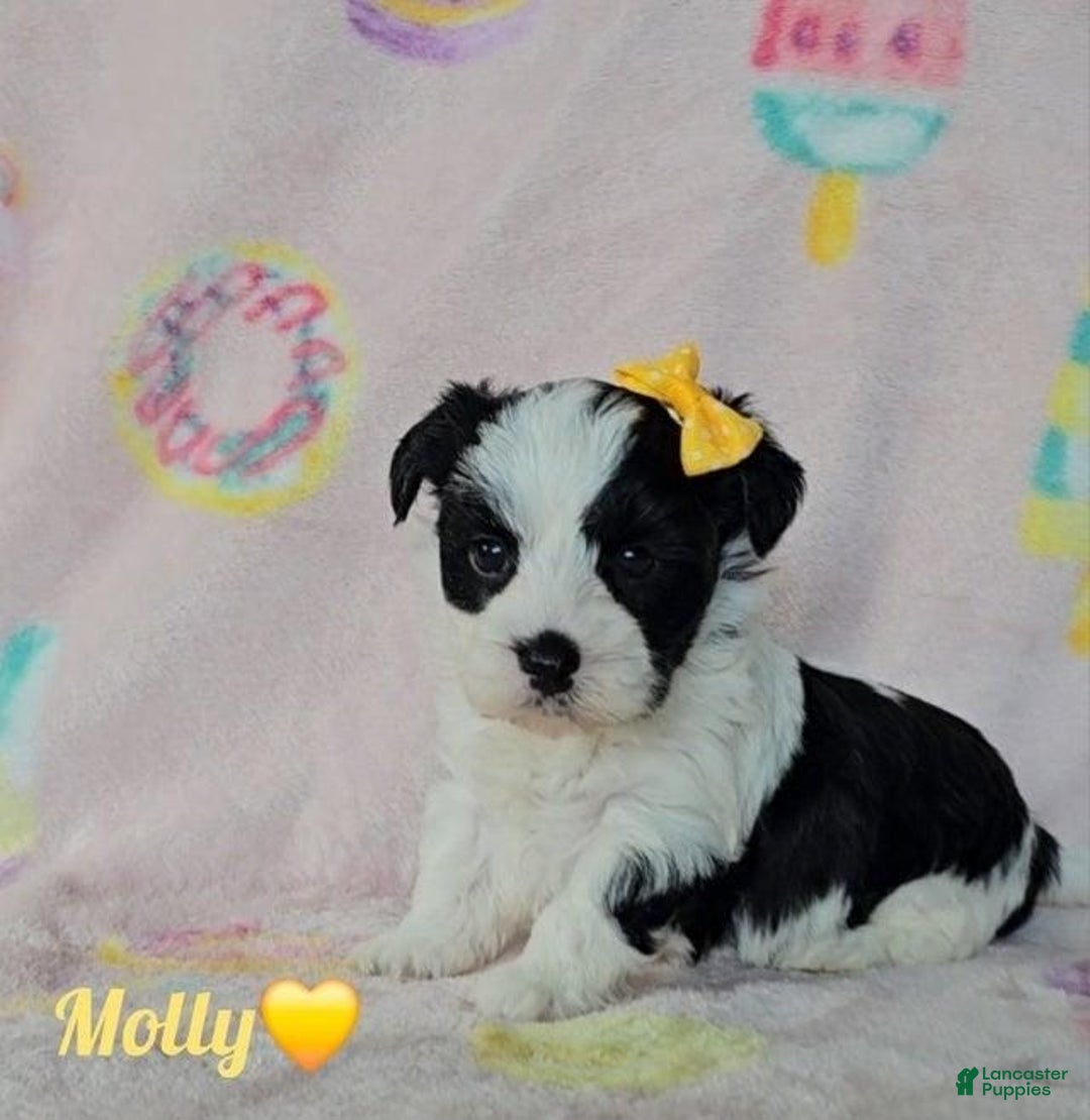 Yorkshire Terrier dogs for sale: Molly - Image 6