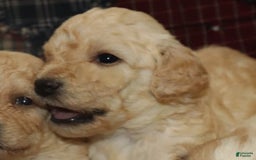 Cavachon dogs for sale: Hanna Male 4 - Image 1