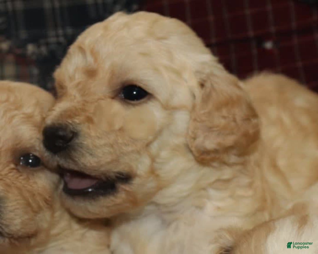 Cavachon dogs for sale: Hanna Male 4 - Image 1