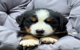 Bernese Mountain Dog dogs for sale: Pink - Image 7